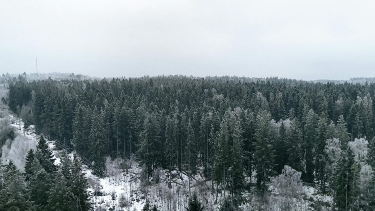 Svensk vinterskog där vår ved har sitt ursprung